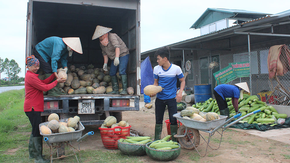 Thương lái thu mua rau, củ của HTX Rau sạch Yên Dũng tại xã Tiến Dũng.