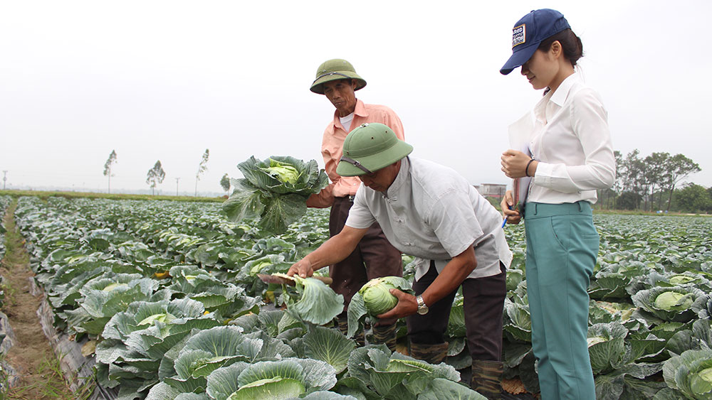 Cán bộ HTX Rau sạch Yên Dũng trao đổi kỹ thuật chăm sóc rau với nông dân.