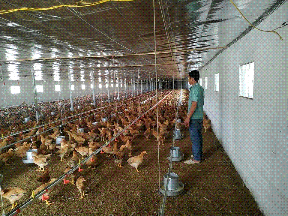Hiệp Hòa: Mô hình nuôi gà sạch theo chuỗi - An toàn, ổn định