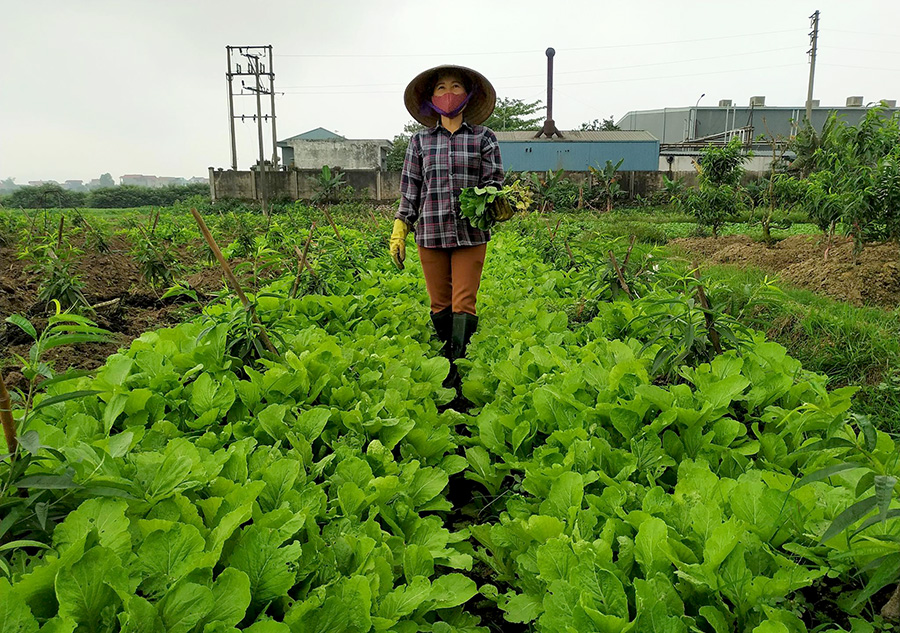 TP Bắc Giang: Xã Dĩnh Trì tăng thu nhập nhờ trồng rau sạch
