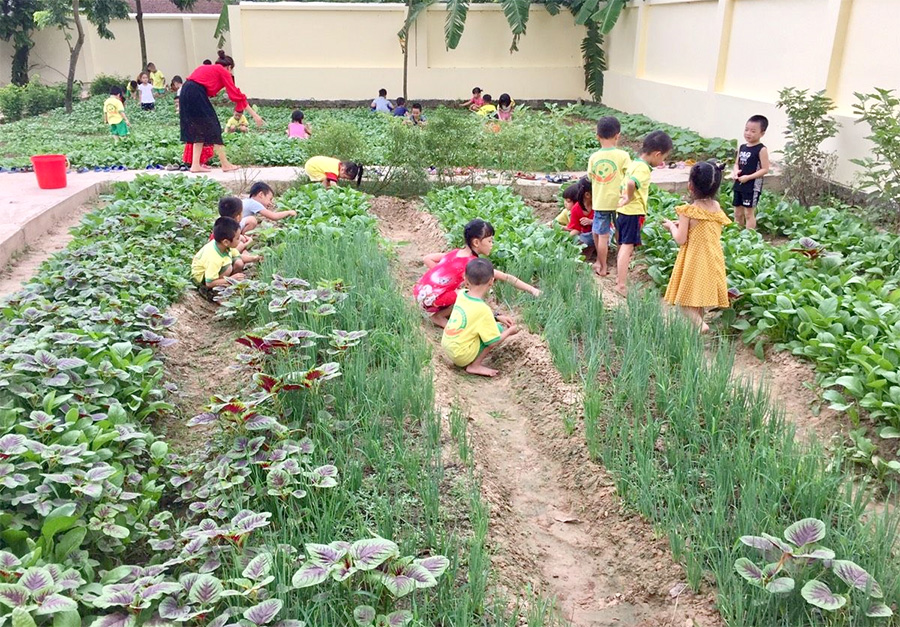 Việt Yên: Trường Mầm non Bích Sơn với phong trào “Vườn rau sạch cho bé”